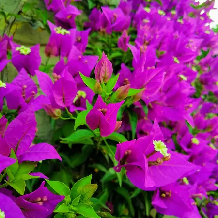 Konukevi Via Delle 5 Terre